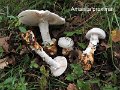 Amanita proxima-amf201